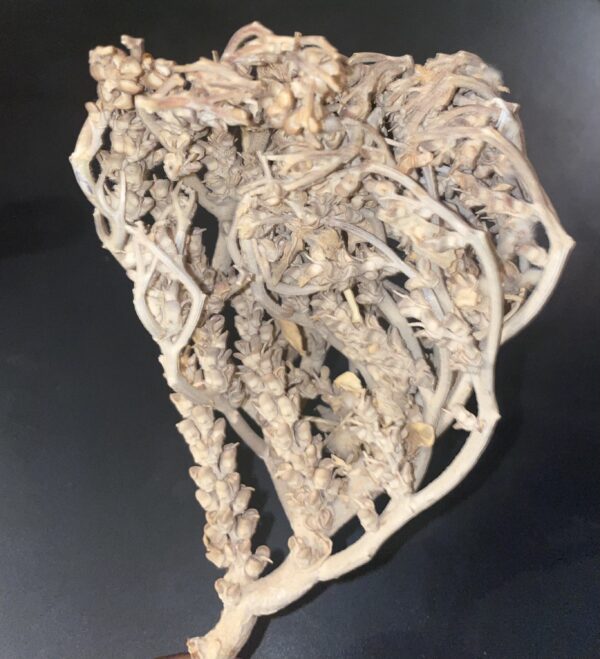 Pack Fertilité – Image 3